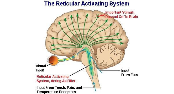 Neuroscience of Goal Setting